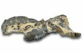 Fossil Mud Lobster (Thalassina) - Gunn Poin, Australia #307724-1